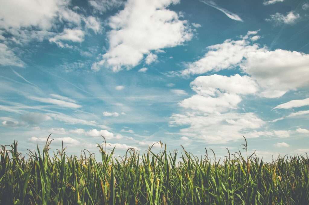 Farm in Northern Territory 