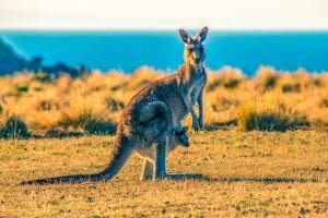 Things to Do in South Australia Things to do in Adelaide Things to do Kangaroo Island