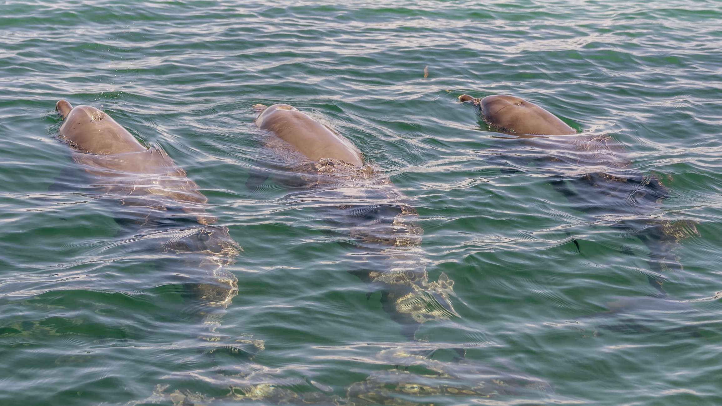 Day Trip to Rockingham from Mandurah