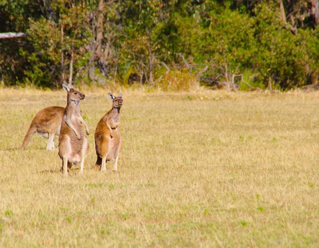 Free Things to do in Perth Western Australia