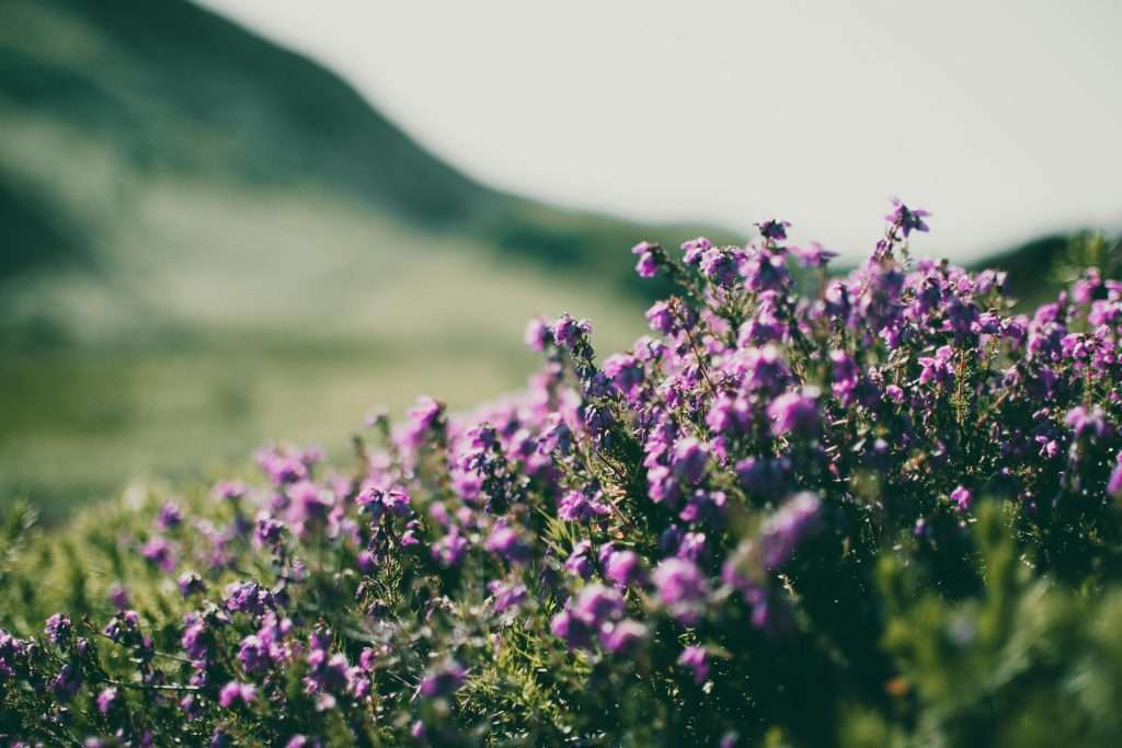 Wild flowers