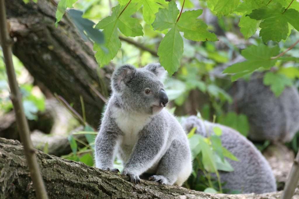 Koala bear 