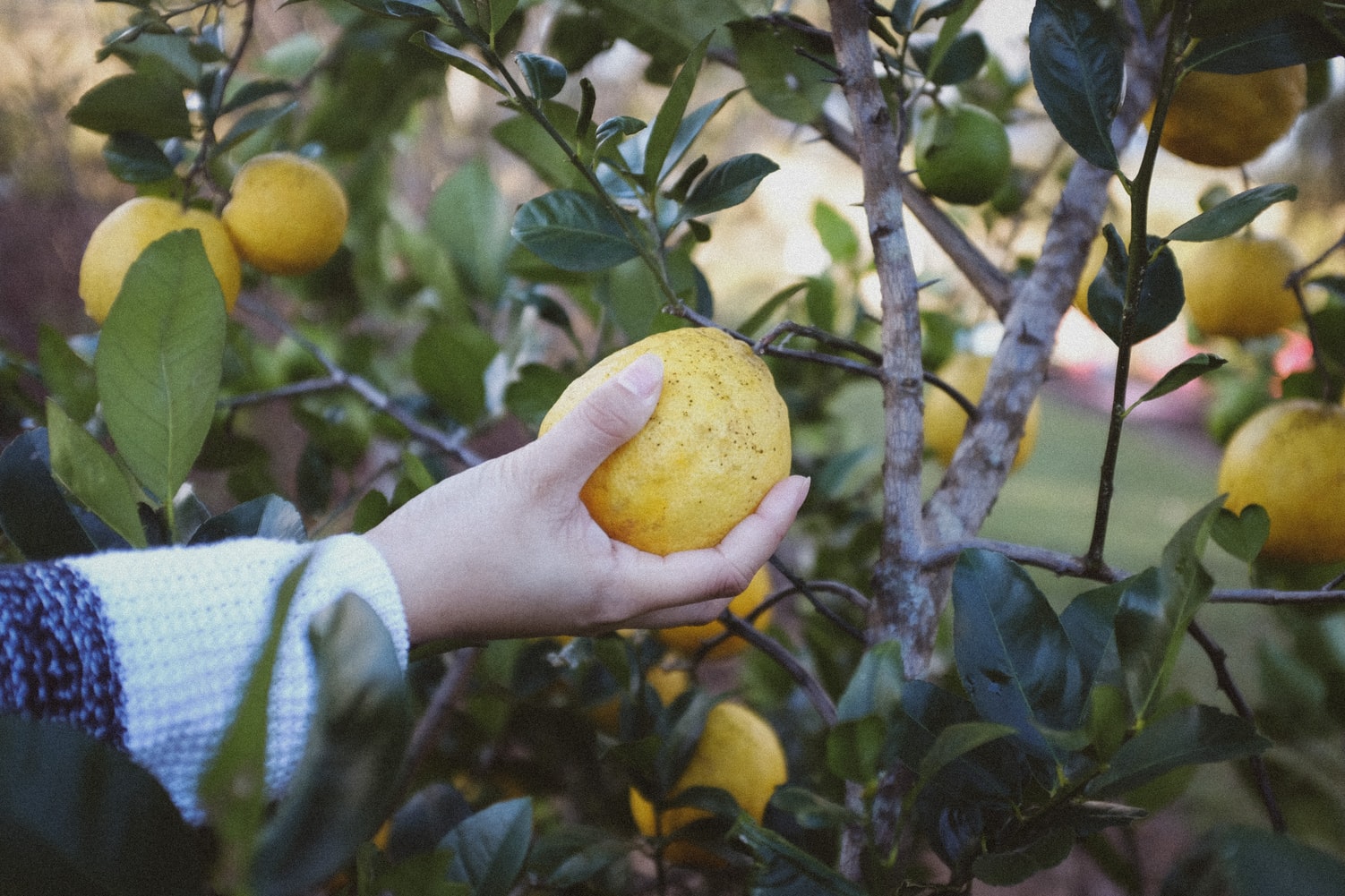 Fruit picking seasons in Western Australia Fruit picking seasons in Western Australia