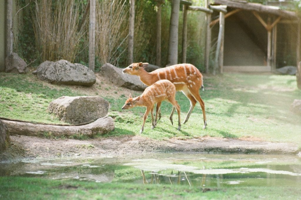 Perth Zoo