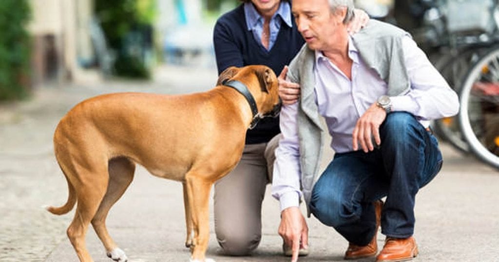 How to Train Your Four-Legged Friend Stress-Free