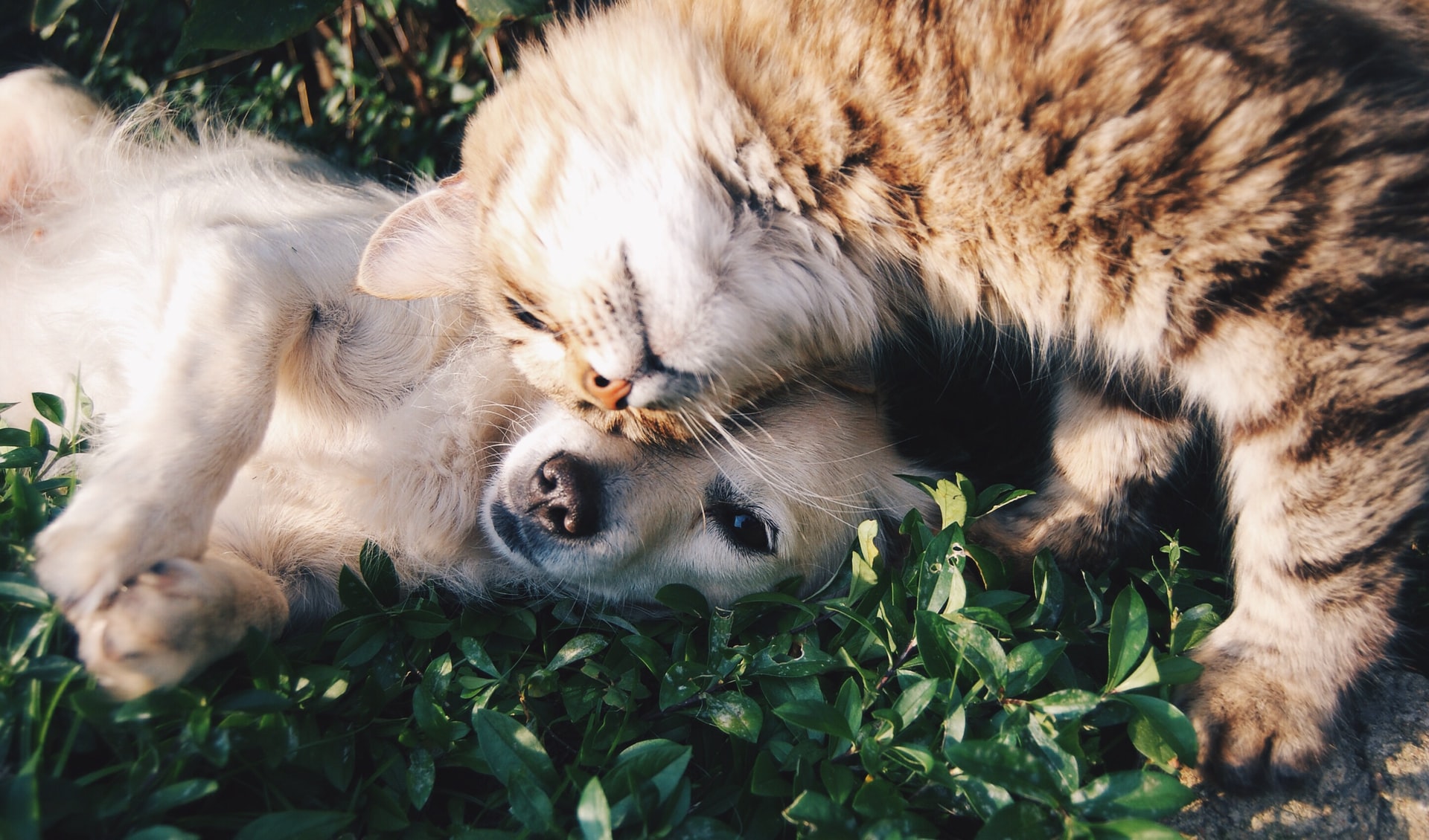 Should I Get Pet Supplies Online?