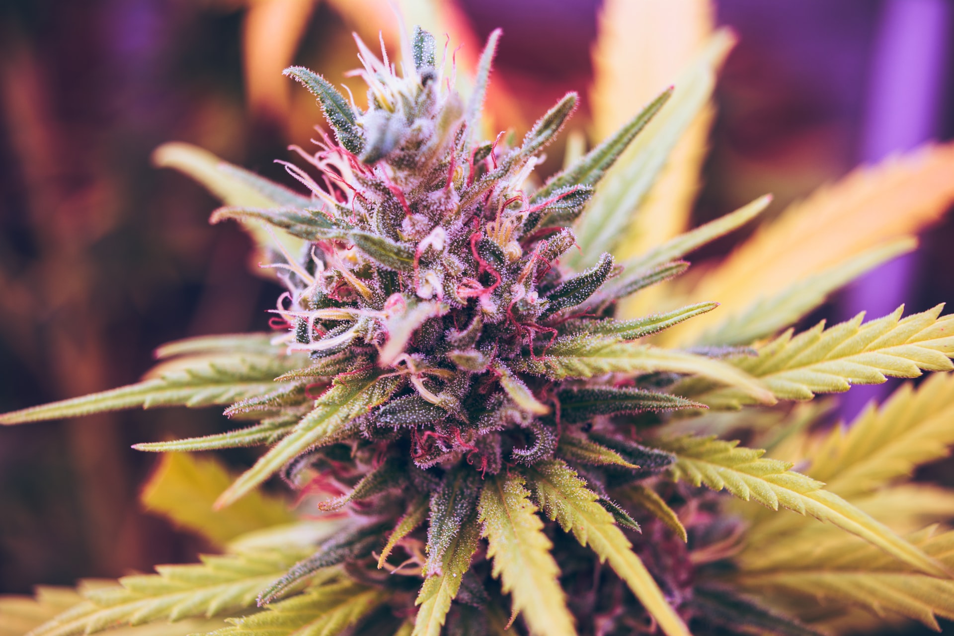 Can Canada's Legal Cannabis Stores Compete With The Illegal Dealers