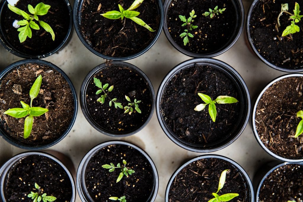 What You Need to Know About Worm Castings