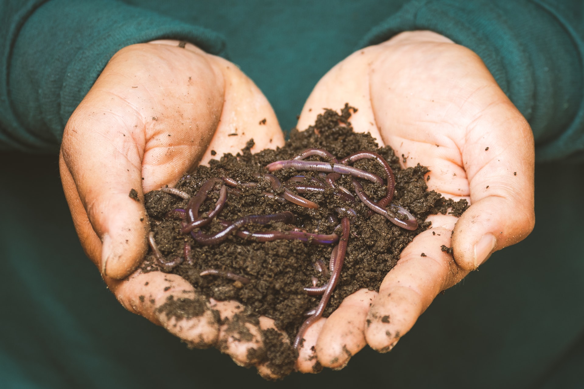 What You Need to Know About Worm Castings What You Need to Know About Worm Castings