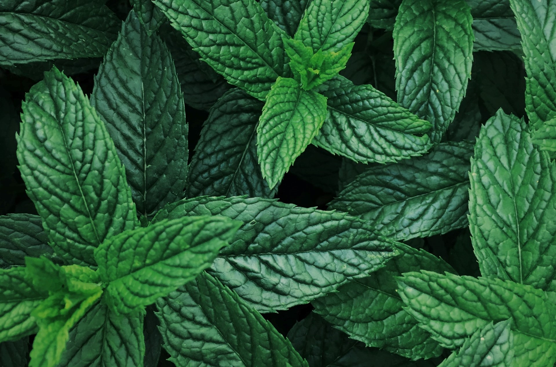 Common Misconceptions About Kratom Everyone Must Know Common Misconceptions About Kratom Everyone Must Know