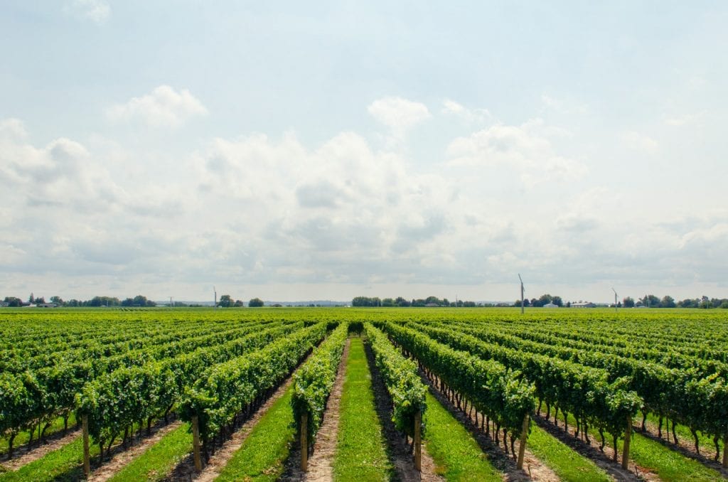 Breathtaking Wineries to Visit on Your Next Road Trip to Margaret River