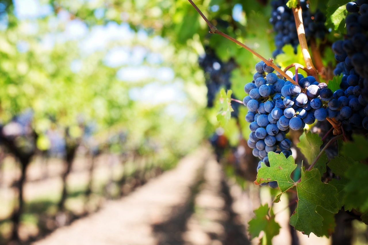 pexels-pixabay-39511 Breathtaking Wineries to Visit on Your Next Road Trip in Thailand