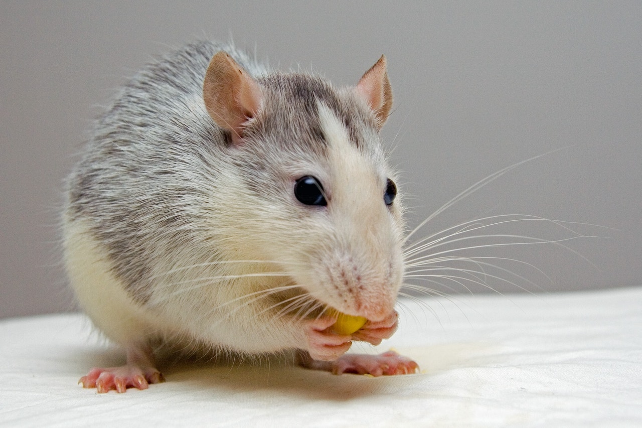 Treatment Options for the Most Common Pest Problems What's on in Sydney New South Wales - Animal Photography Exhibition