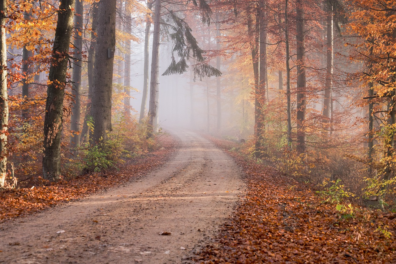 Fall Foliage Road Trips For Best Scenic Drives Fall Foliage Road Trips For Best Scenic Drives