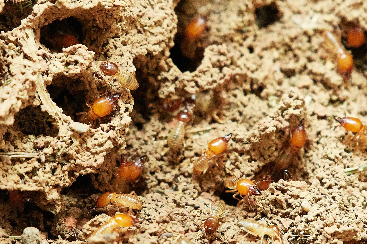 Treatment Options for the Most Common Pest Problems Treatment Options for the Most Common Pest Problems