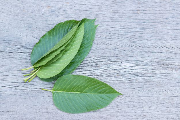 Kratom Guide for Beginners Kratom Guide for Beginners