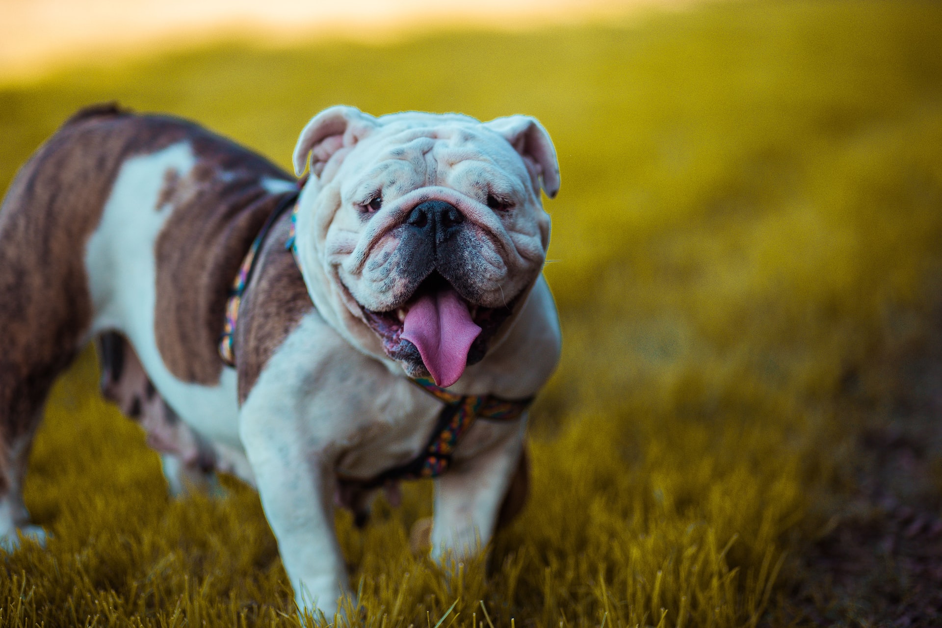 Best Dog Foods For French Bulldog