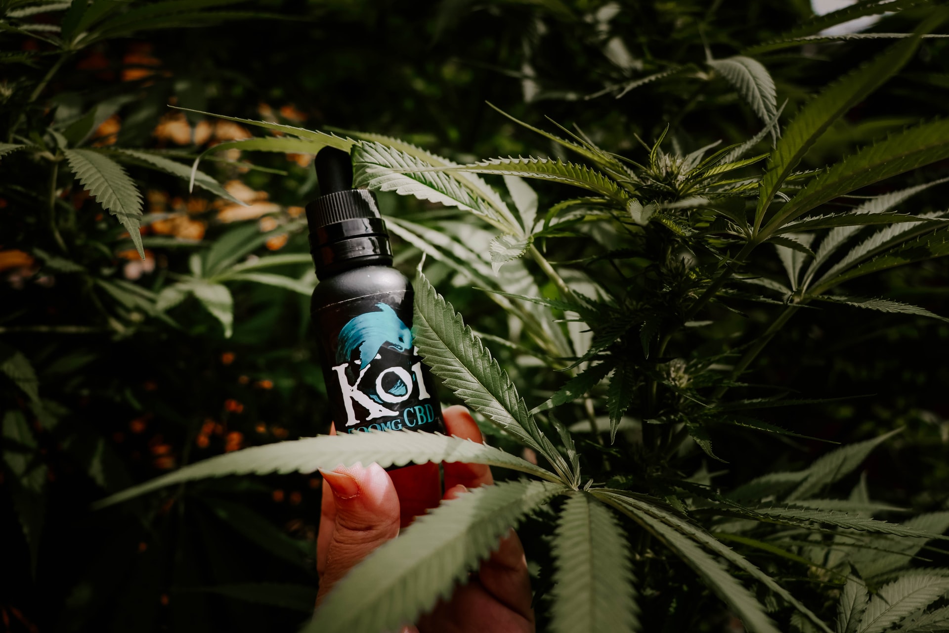 Everything You Need To Know About CBD Everything You Need To Know About CBD