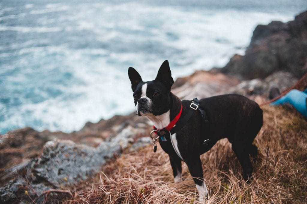 Best Dog Foods For French Bulldog 