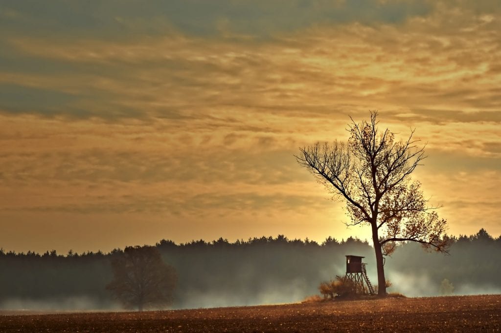 The Ultimate Guide to Deer Hunting