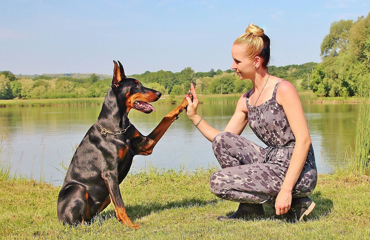 How to Train Your Four-Legged Friend Stress-Free