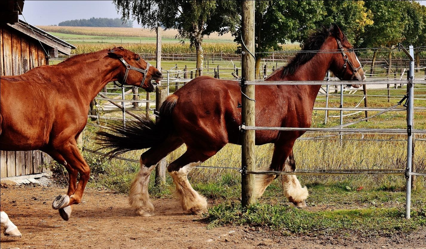 horse racing and betting