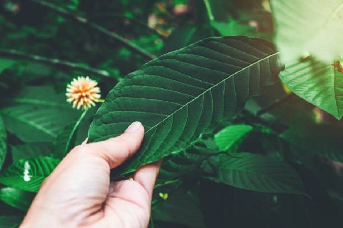 Living in the US and Planning to Buy Bulk Kratom
