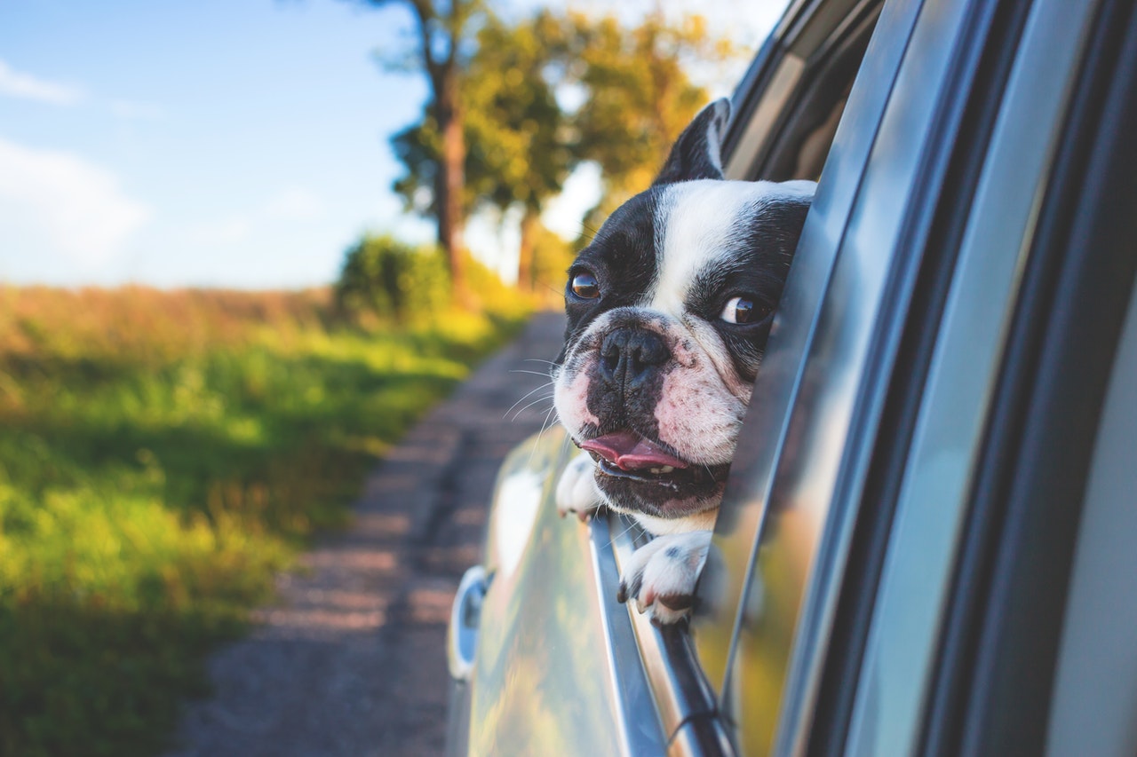 Useful Car Accessories for Dog Owners