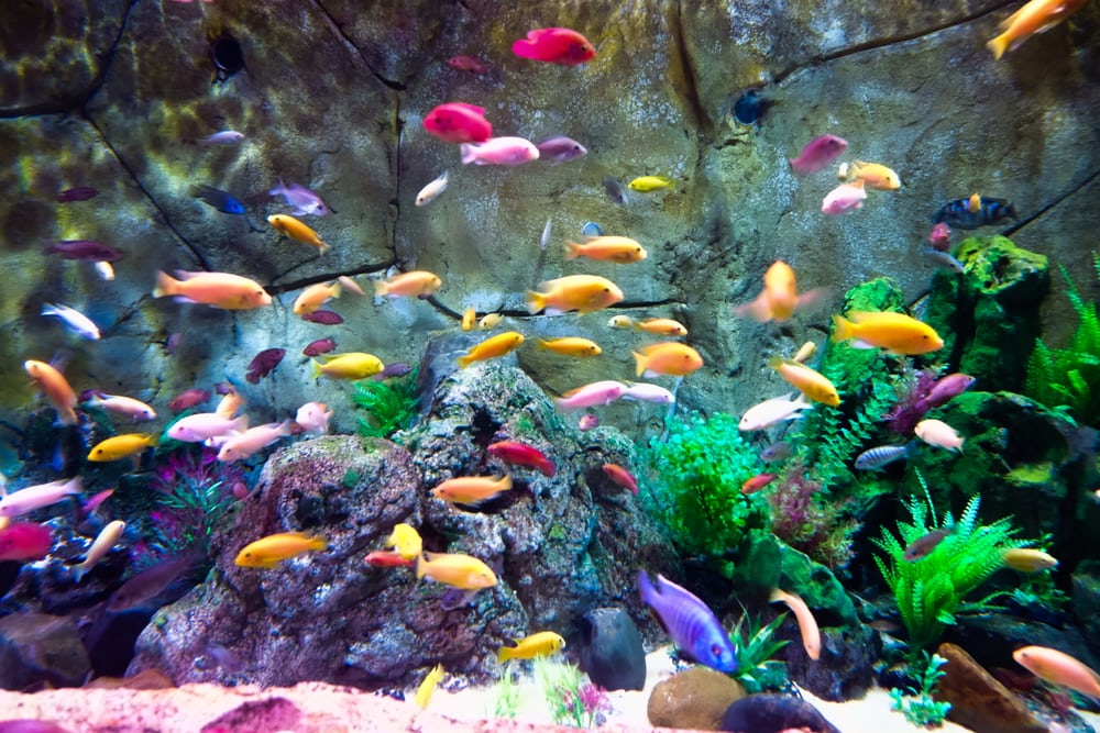 A Detailed Guide To Understand Everything About Aquarium Maintenance