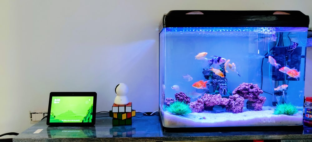 A Detailed Guide To Understand Everything About Aquarium Maintenance