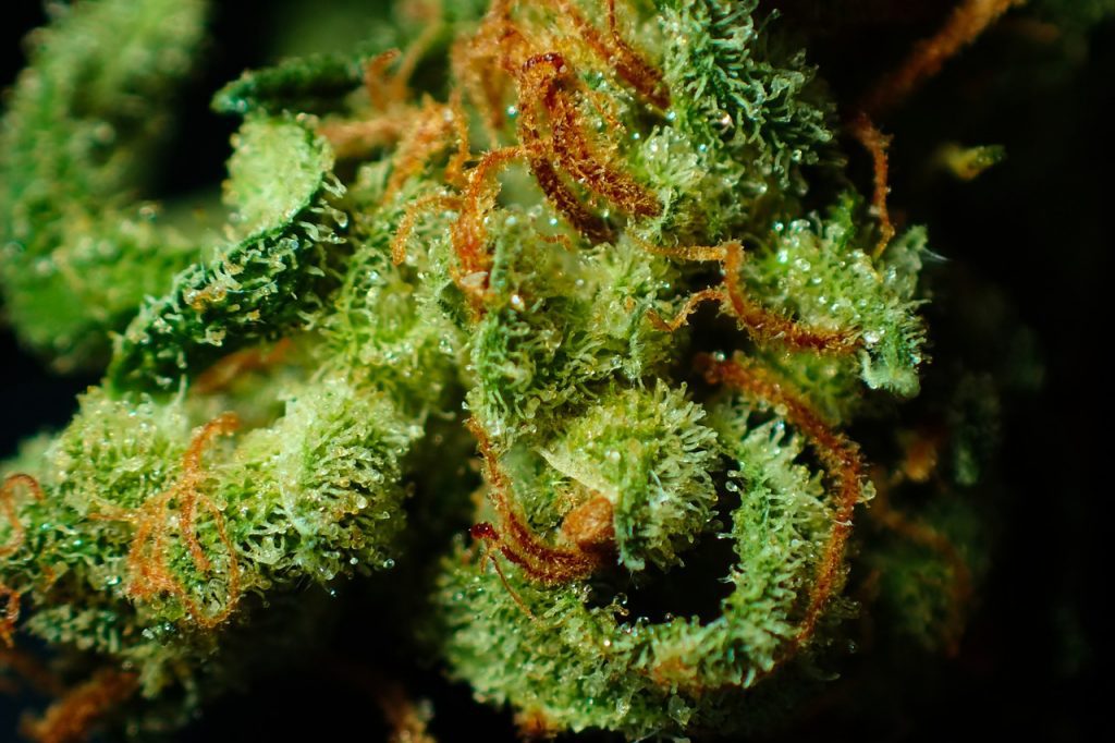 Ultimate Strains To Help Boost Your Mood and Mental Health