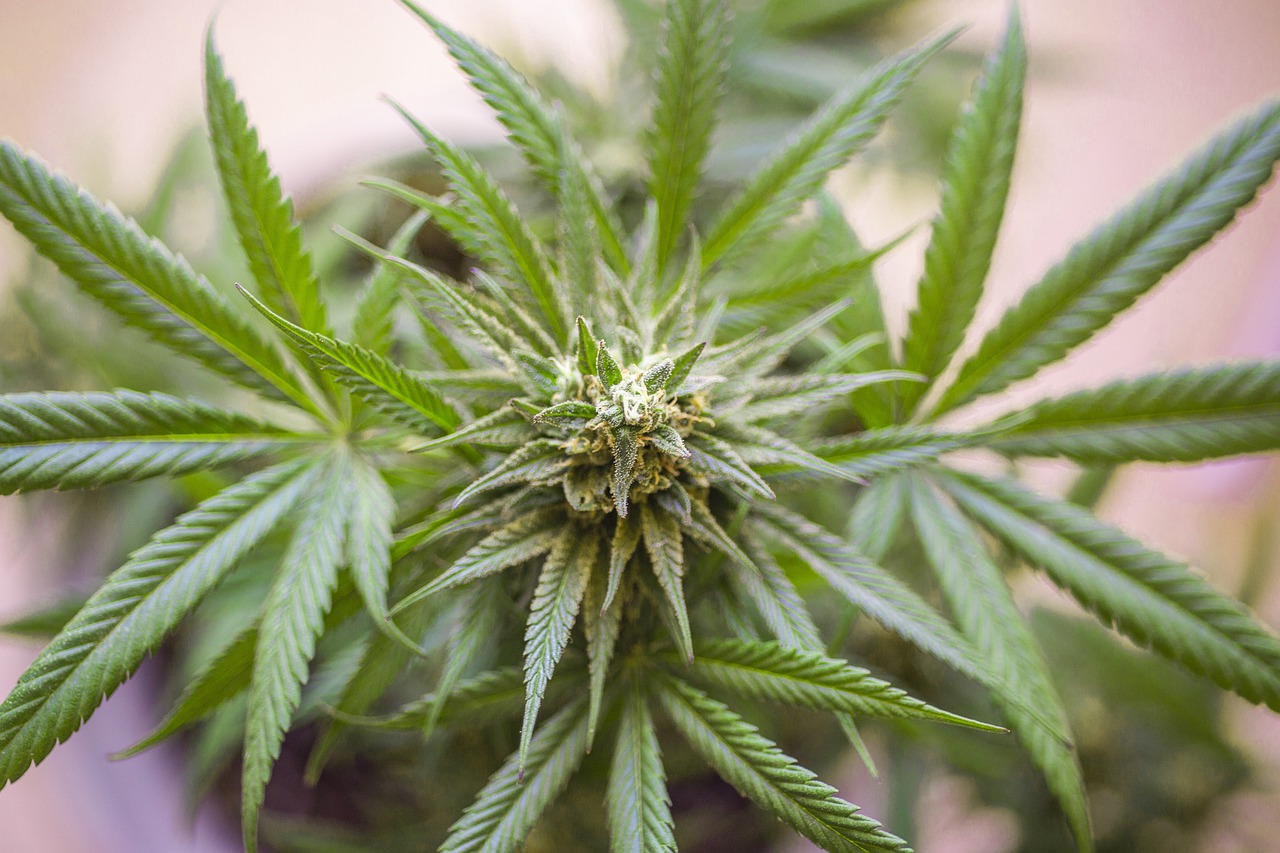 Rare Weed Strains that Indeed Exist on Earth Rare Weed Strains that Indeed Exist on Earth