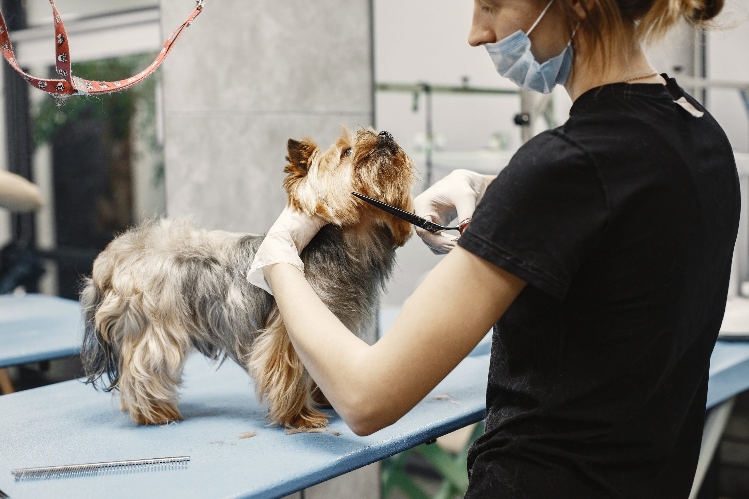 Essential Products for New Dog Owners Essential Products for New Dog Owners