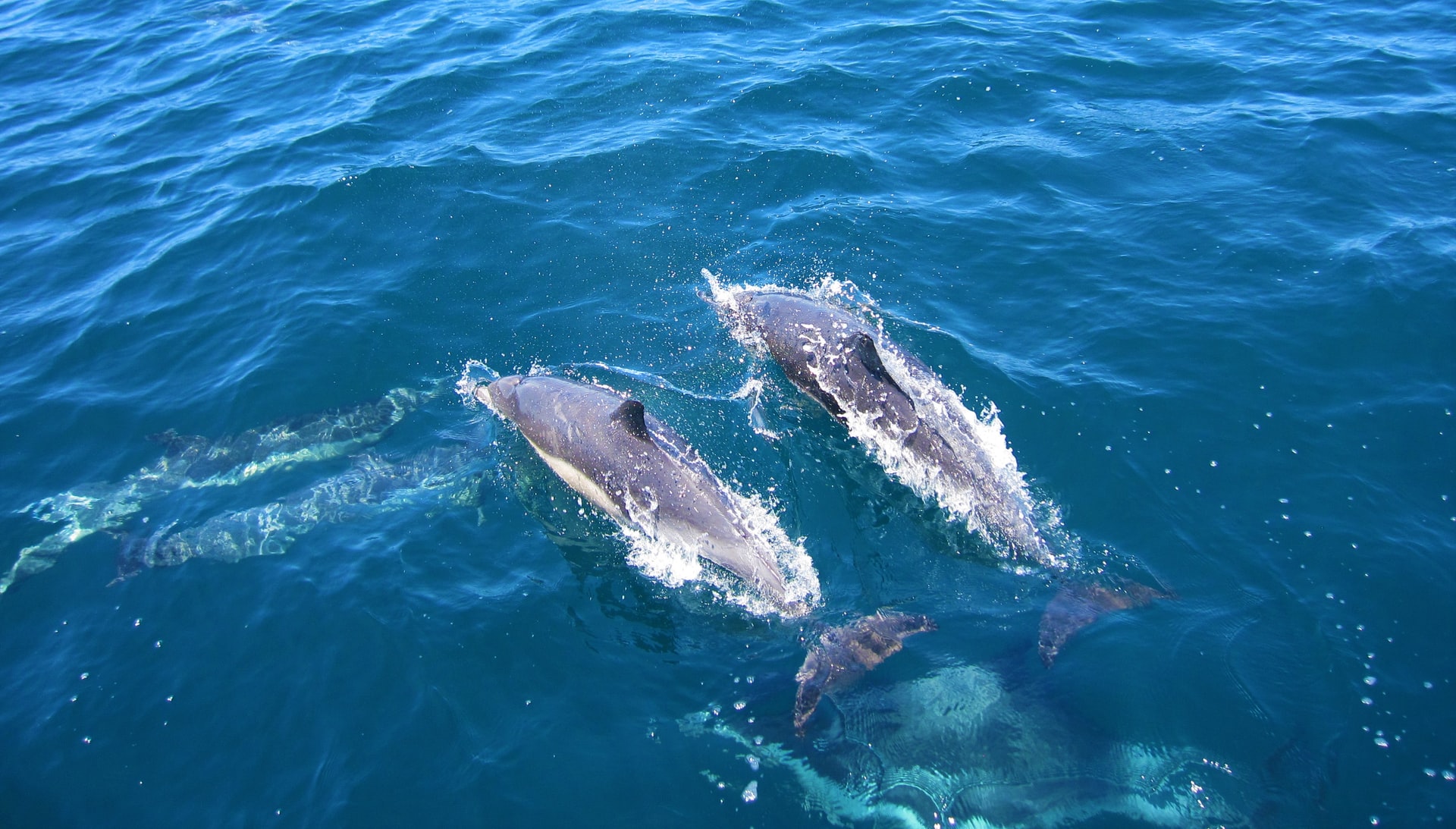 Water people Western Australian Ningaloo Reef Bunbury Dolphins Margaret River