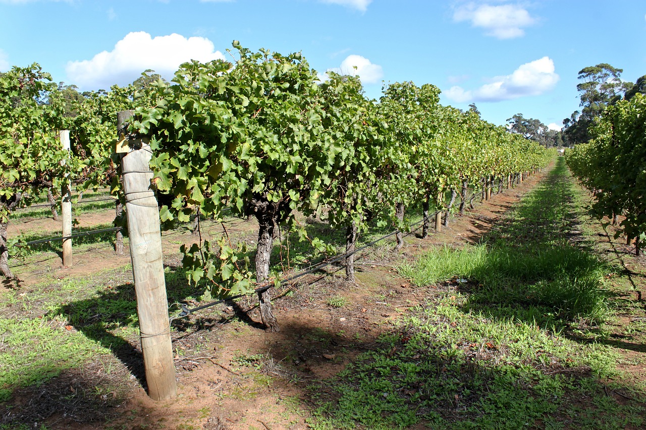 Margaret River Wine Adventure Tour