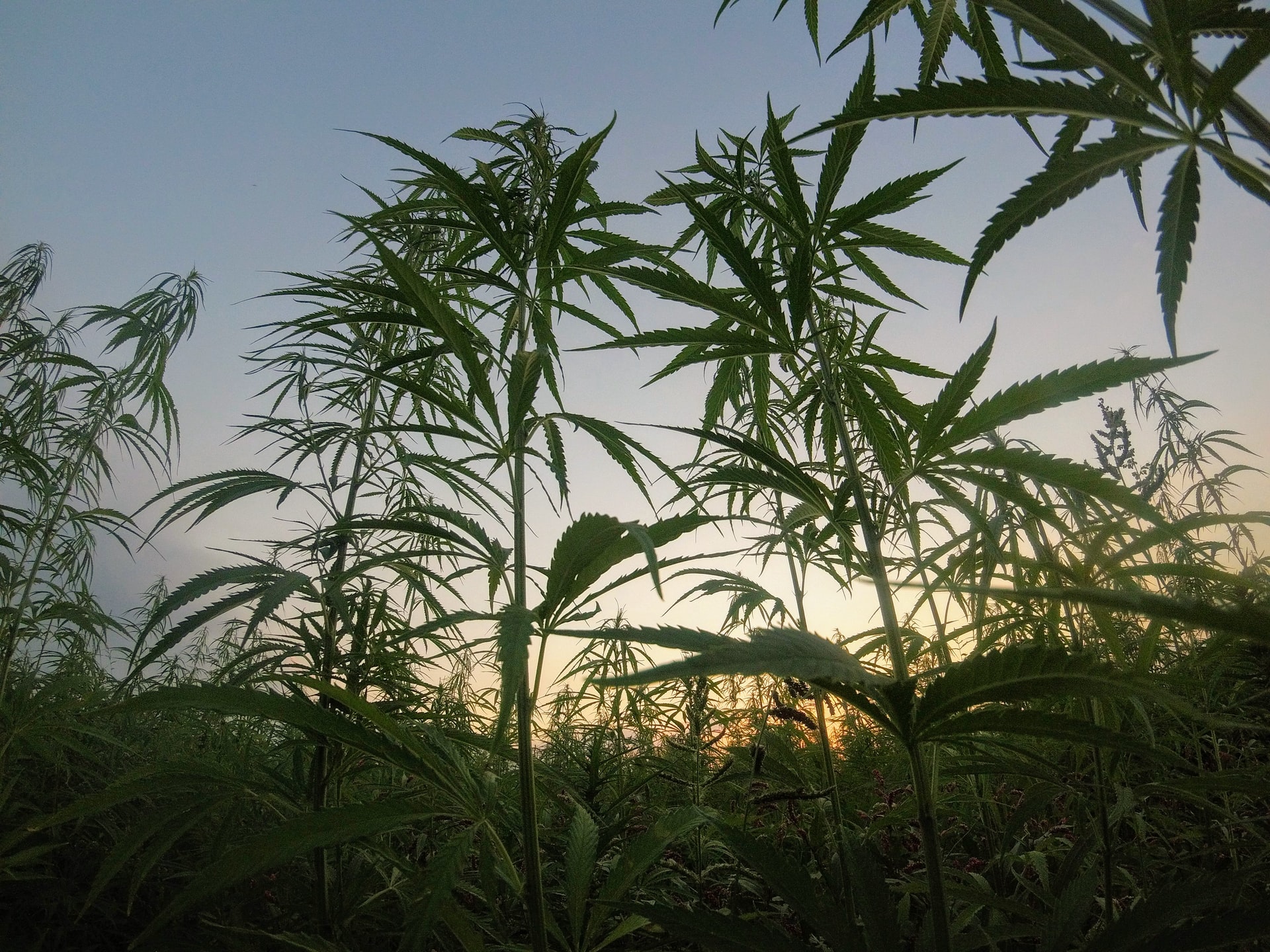 CBD as a Treatment for Craving and Relapse in Drug Users