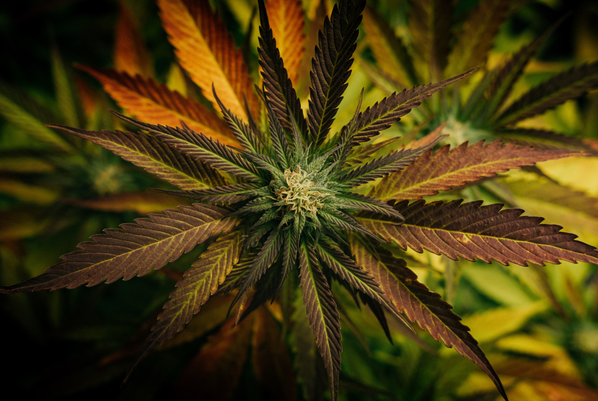 Best CBD Lotion and Creams