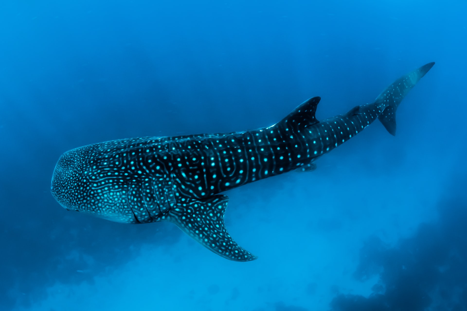 Marine Life in Western Australia