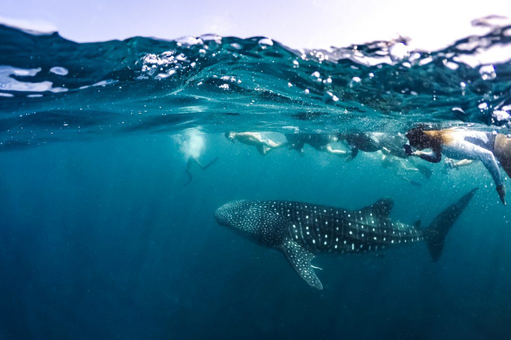 Whale Shark tours from Exmouth