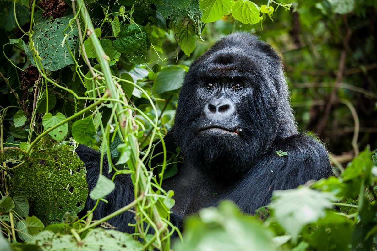 A Guide To Visiting Rwanda For The First Time