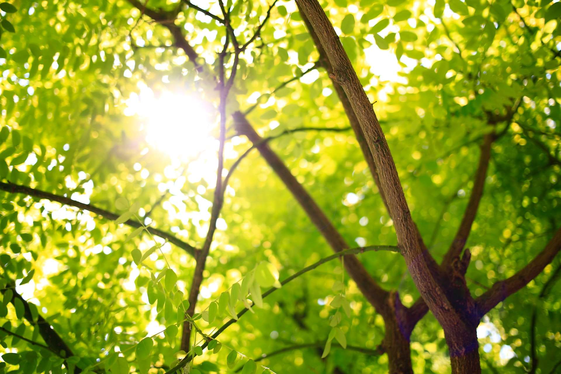 Grow a Tree With Your Loved One's Cremated Ashes
