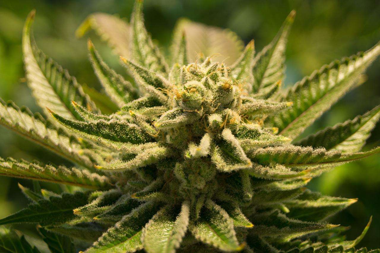 Understanding The Different Ways Cannabis Is Used In Music Videos
