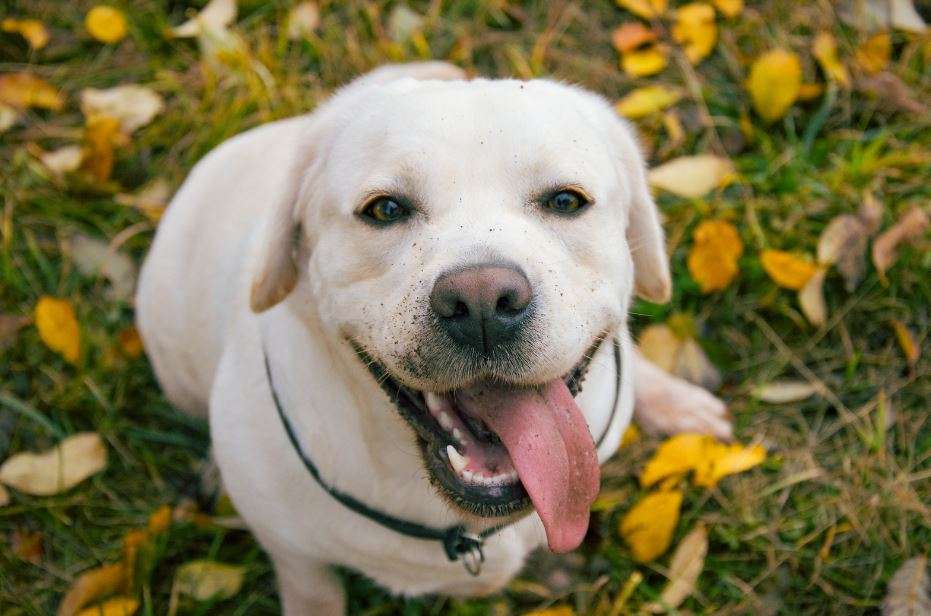 The Most Common Dog Breeds In Australia