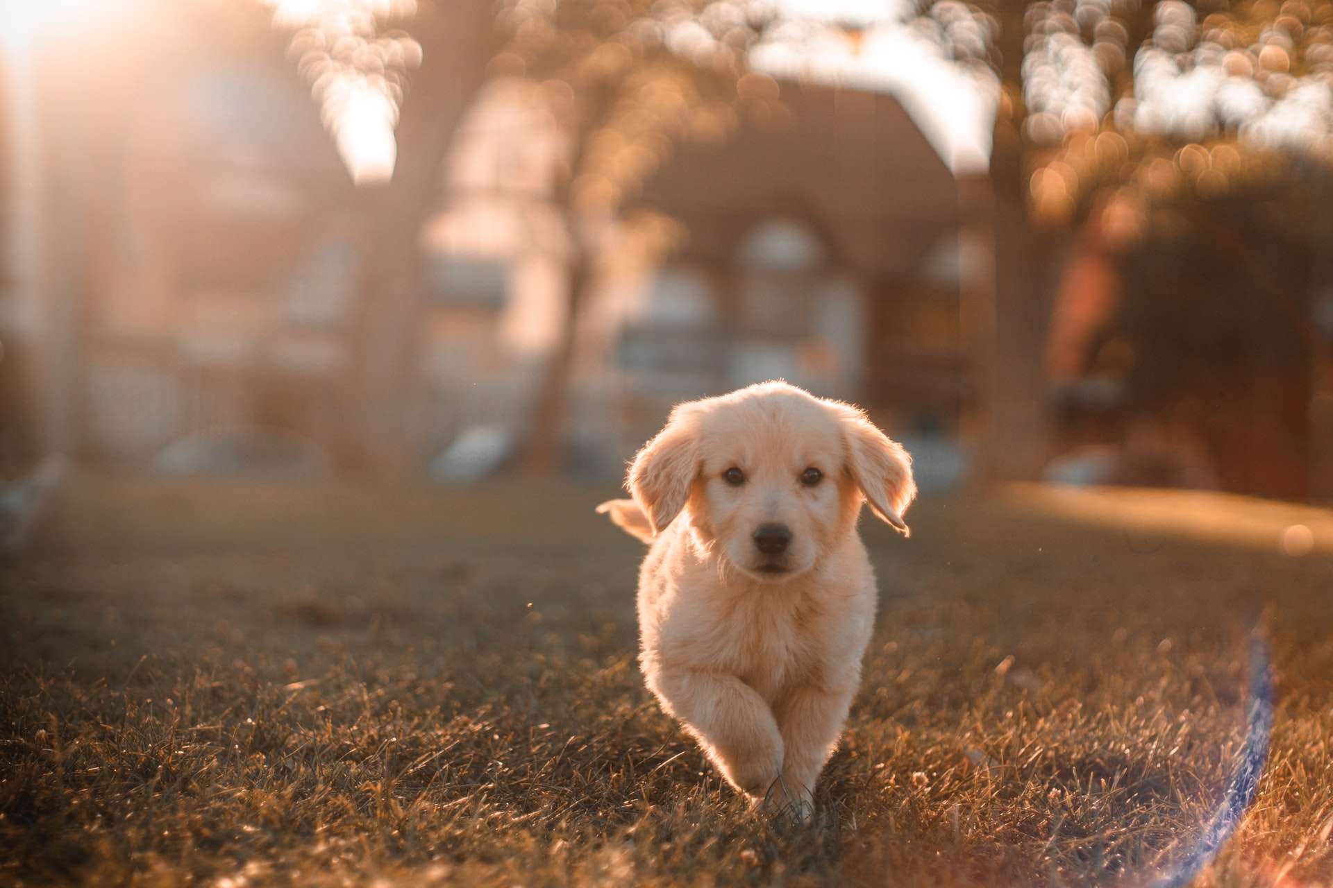 The Most Common Dog Breeds In Australia The Most Common Dog Breeds In Australia