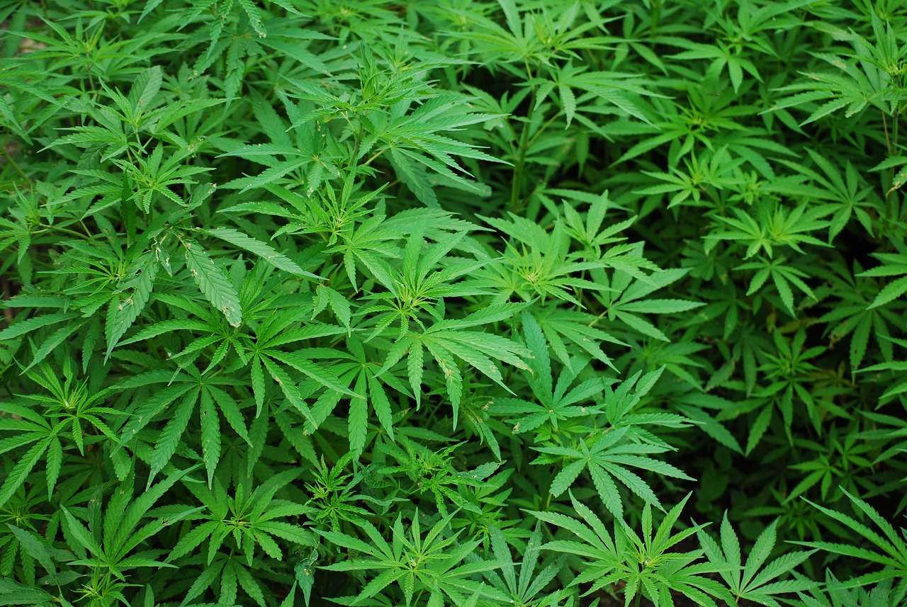 Myths & Facts About Delta 8 THC