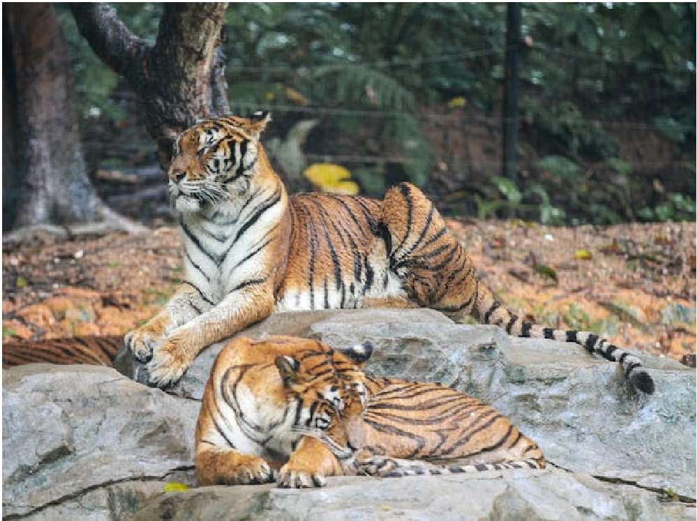 Australian Zoo