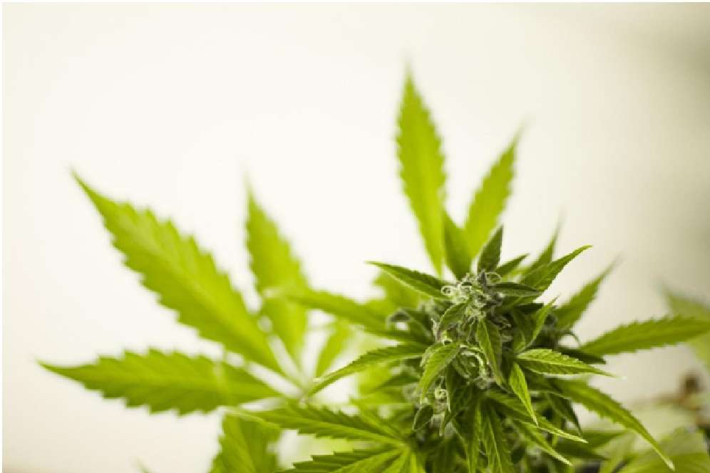 Cannabis Cannabis