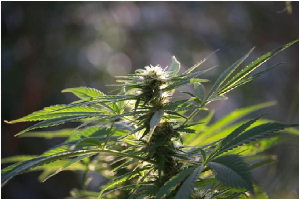 Hemp Flower Hemp Flower