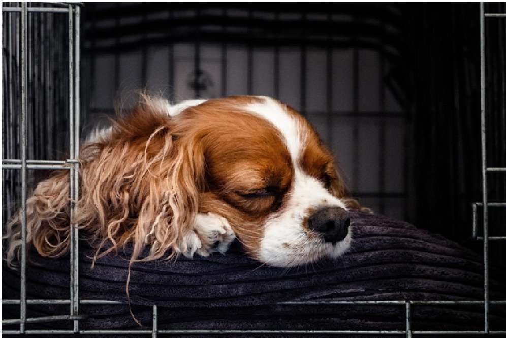 Traveling With Pet
