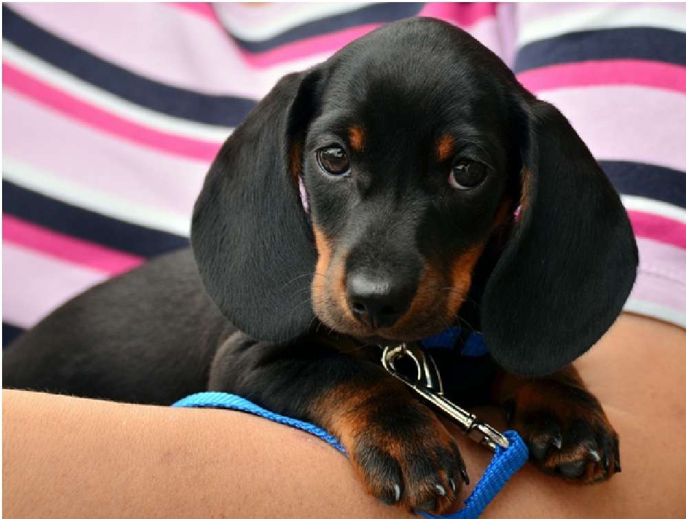 pet travel